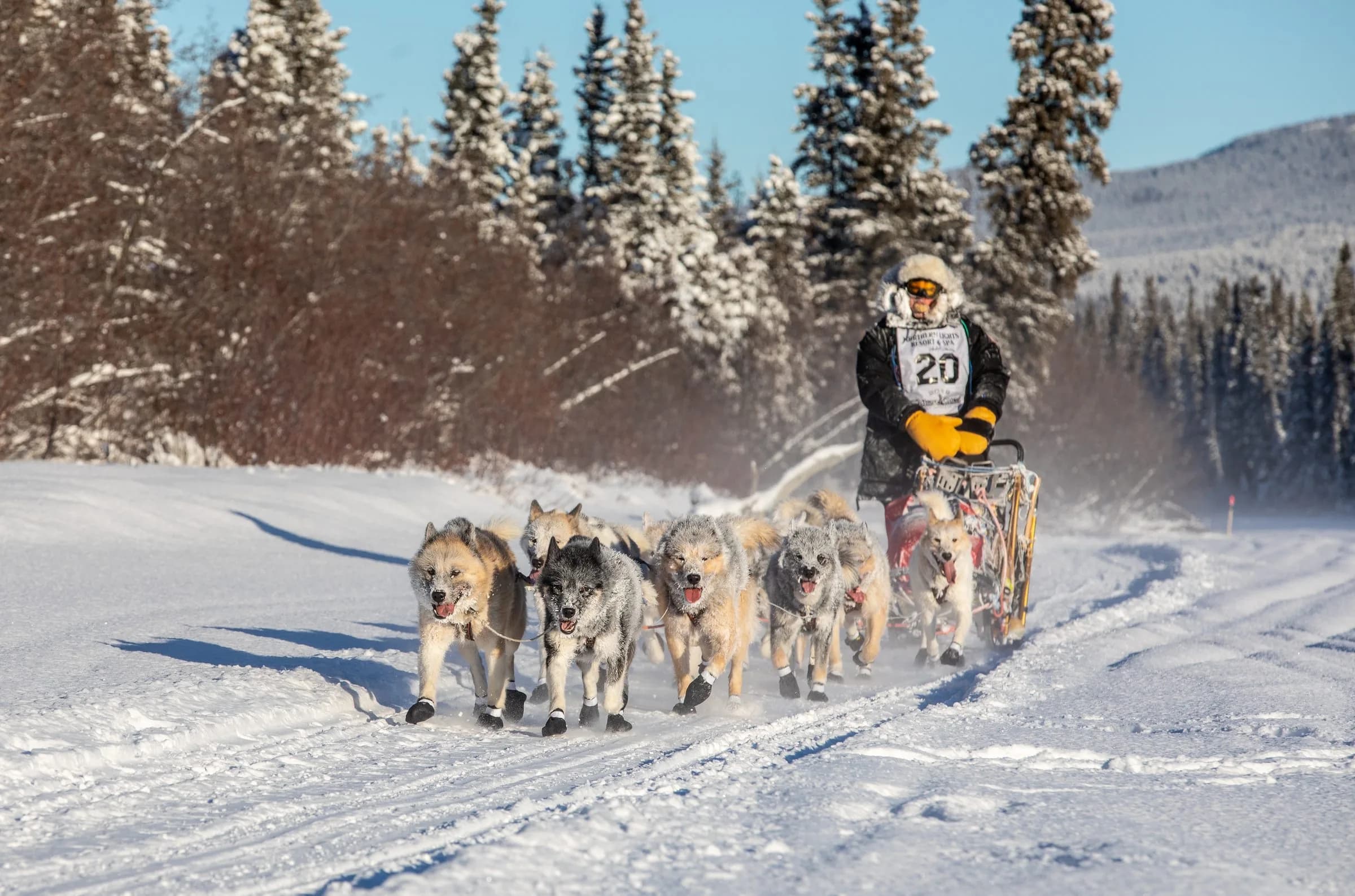 Schlittenhunde-Gespann im winterlichen Wald