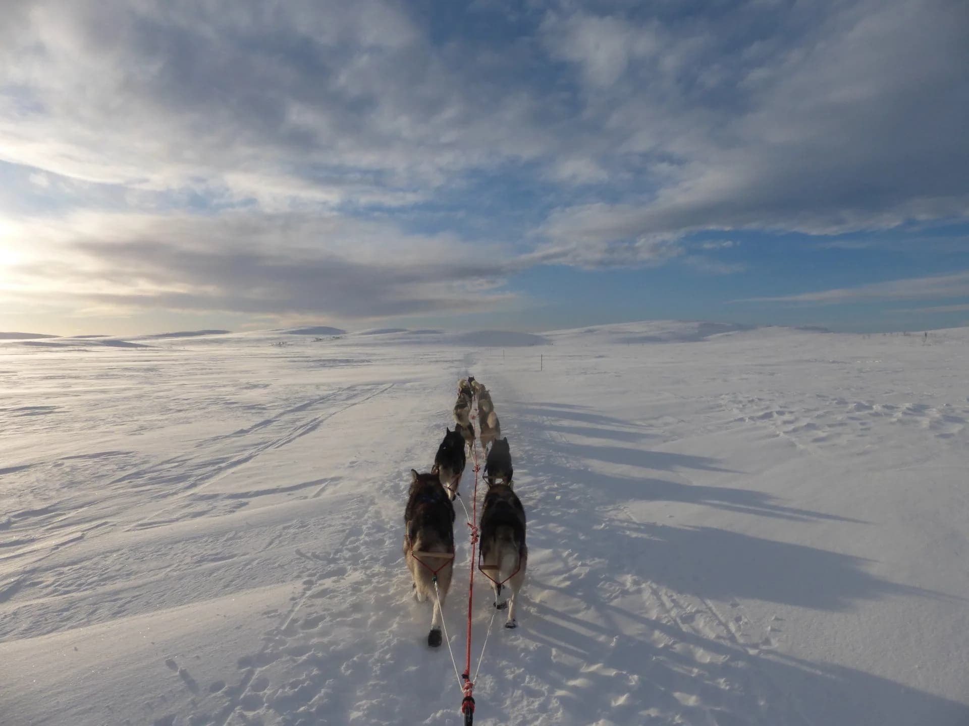 Gespann zieht in Schwedens weite Winterlandschaft