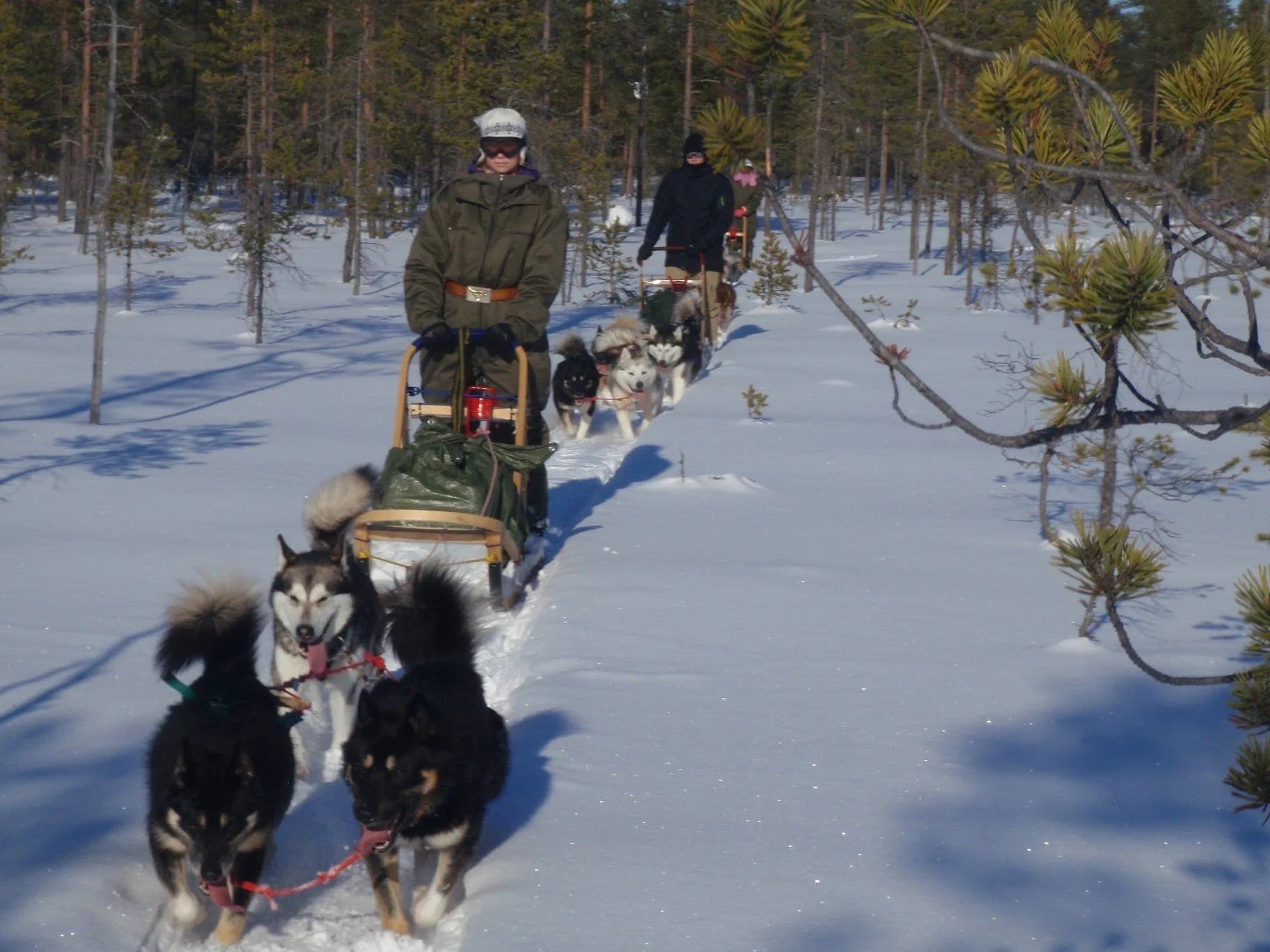 Mit dem eigenen Gespann durch Schwedens Winterwald
