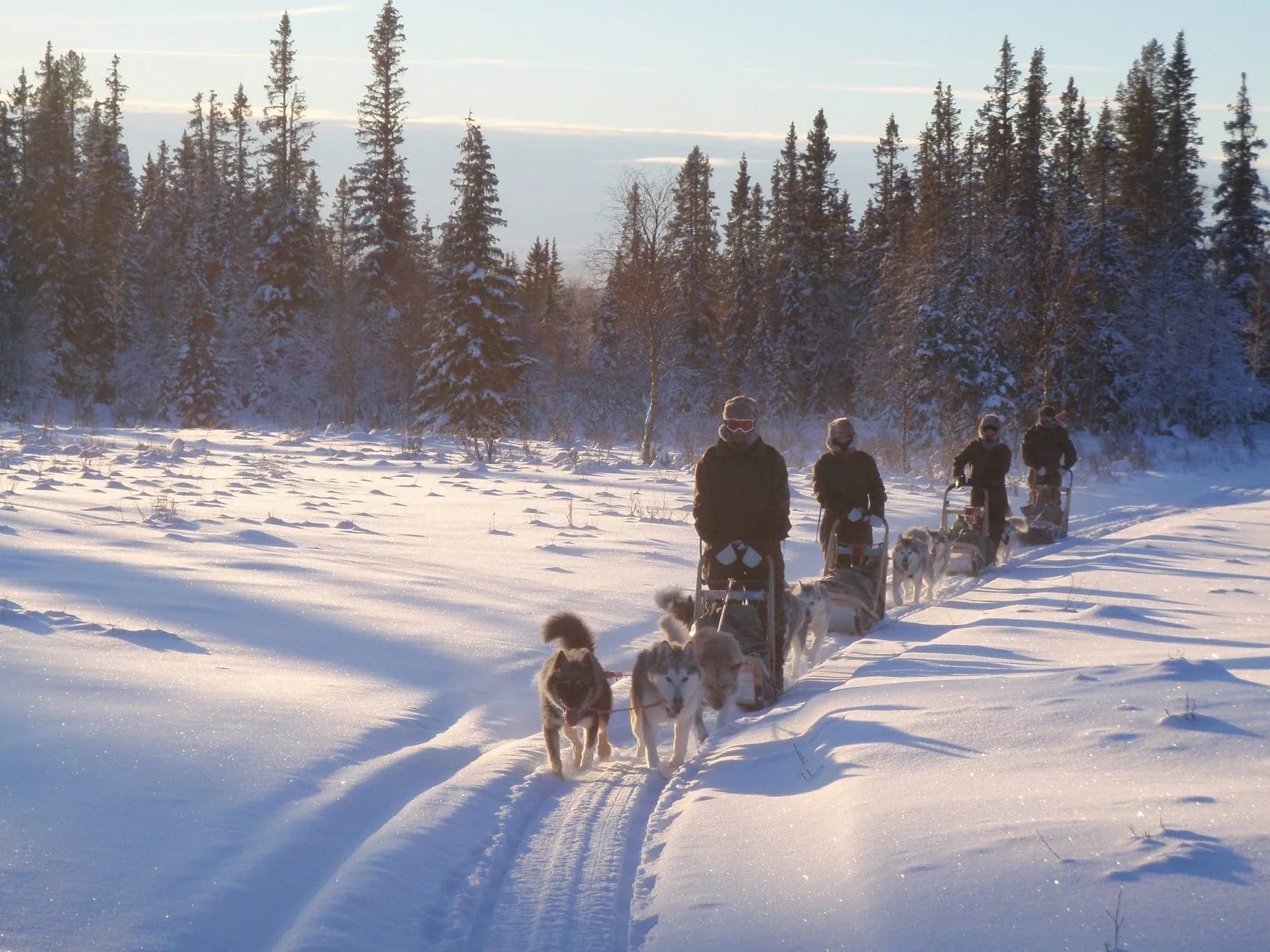Schlittenhunde-Gespann in Schwedens weiter Fjäll-Landschaft